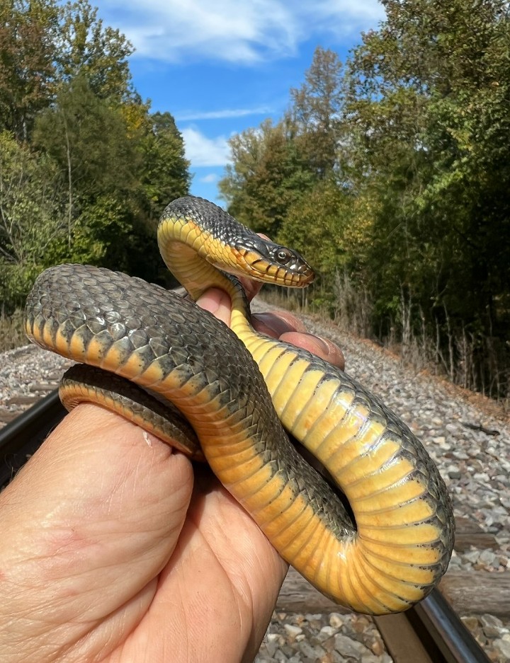 Plainbelly Water Snake